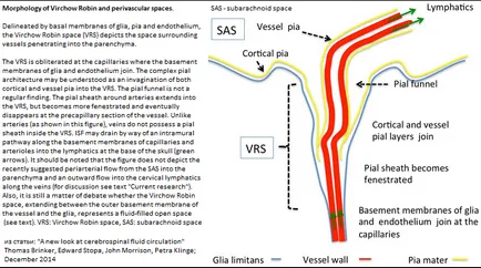 Care este spațiul perivascular