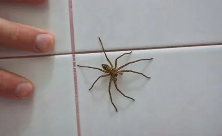 Ceea ce am văzut păianjenul casa