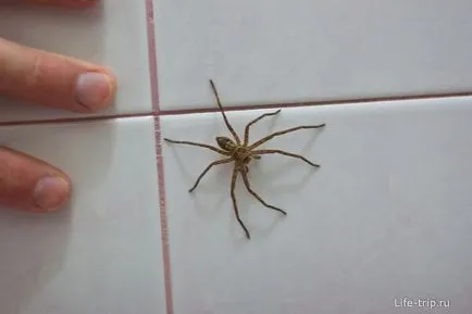 Ceea ce am văzut păianjenul casa