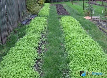 Cum să semene gunoi de grajd verde Cum să semene gunoi de grajd verde