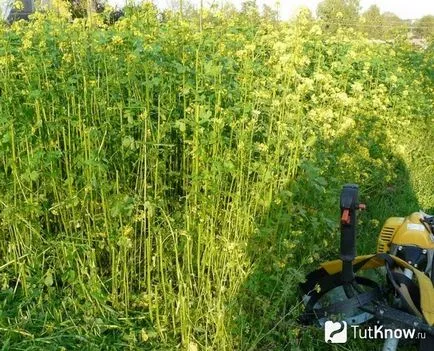 Cum să semene gunoi de grajd verde Cum să semene gunoi de grajd verde