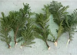 Cum să planteze tuia de la butași Cum să planteze tuia de la butași