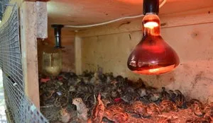 Prepelița în condițiile de origine cușcă Prepelița în condițiile de origine cușcă