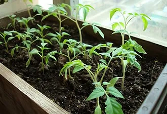 Când răsaduri pentru a planta tomate Când răsaduri pentru a planta tomate