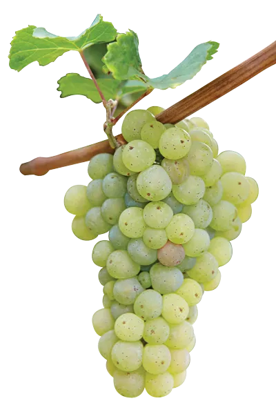 Ce este Riesling Ce este Riesling