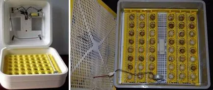 Prepelița în condițiile de origine cușcă Prepelița în condițiile de origine cușcă