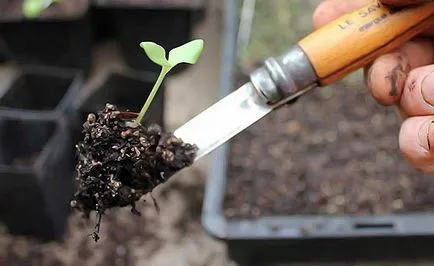 Când răsaduri pentru a planta tomate Când răsaduri pentru a planta tomate