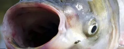 Așa cum am prinde crap de argint
