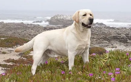 câine frumos mare câine frumos mare