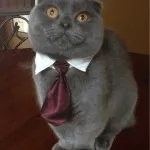 Ori imagini pisică