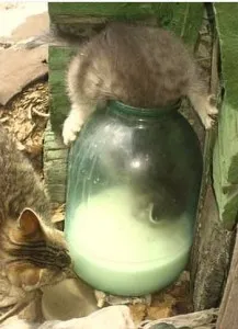 povestiri Smeshnye despre pisici