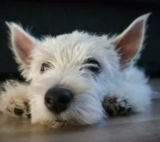 Alb Terrier Dog