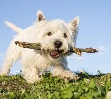 Alb Terrier Dog