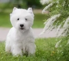 Alb Terrier Dog