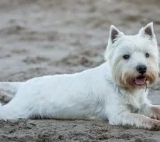 Alb Terrier Dog