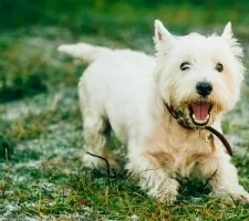 Alb Terrier Dog