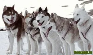 Cum spune Husky Cum spune Husky