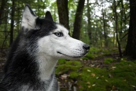 Cum spune Husky