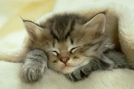 Pisicile dorm ore