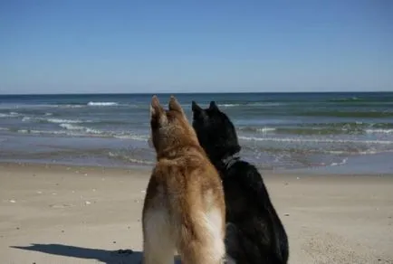 Cum spune Husky