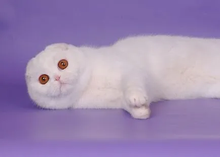 Ori imagini pisică