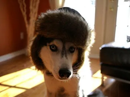 Cum spune Husky