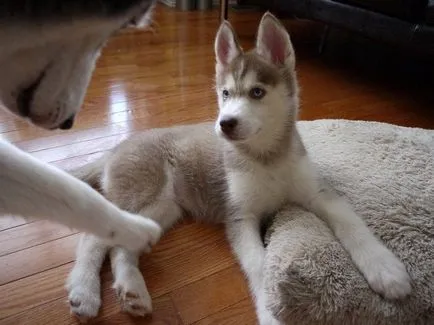 Cum spune Husky