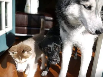 Cum spune Husky