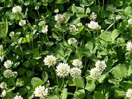 Cum să semene gunoi de grajd verde