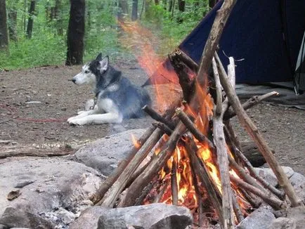 Cum spune Husky