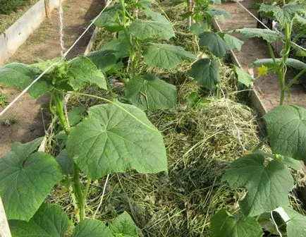 Cum să semene gunoi de grajd verde