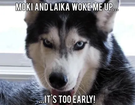Cum spune Husky
