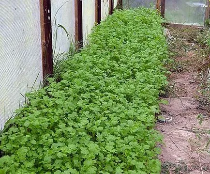 Cum să semene gunoi de grajd verde