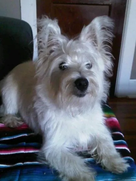 Alb Terrier Dog