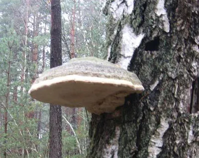 Tratamentul tumorii Oamenii