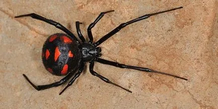 păianjen negru în ce păianjen negru în ce