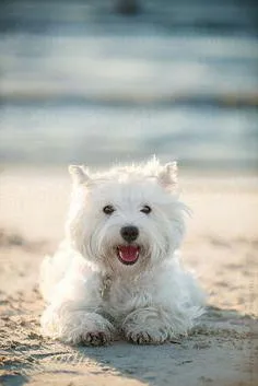 Alb Terrier Dog