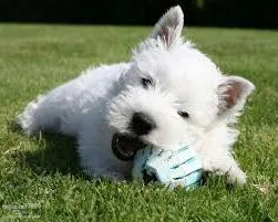 Alb Terrier Dog
