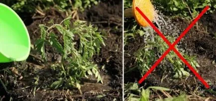 soiuri de tomate liang soiuri de tomate liang