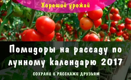 Când răsaduri pentru a planta tomate Când răsaduri pentru a planta tomate