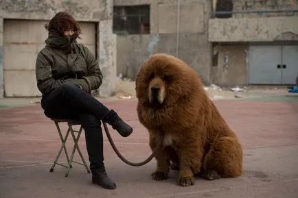 Câine cu Tibetul Câine cu Tibetul