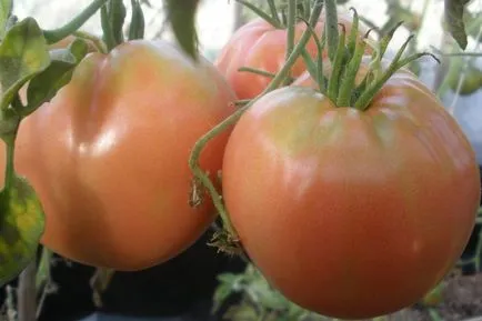 tomate soare