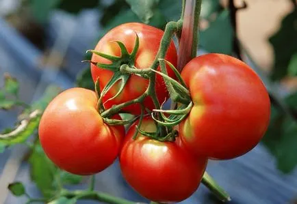 soiuri de tomate liang soiuri de tomate liang