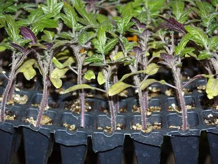 Când răsaduri pentru a planta tomate Când răsaduri pentru a planta tomate