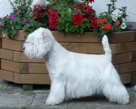 Alb Terrier Dog