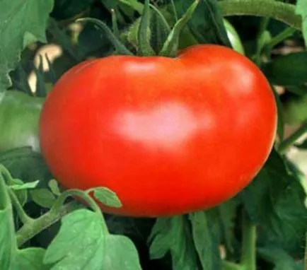soiuri de tomate liang soiuri de tomate liang