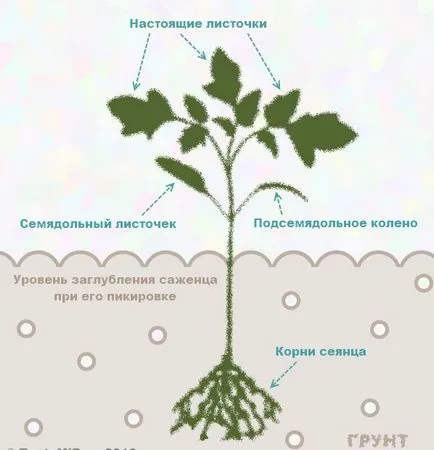 Când răsaduri pentru a planta tomate Când răsaduri pentru a planta tomate