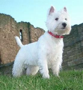 Alb Terrier Dog Alb Terrier Dog