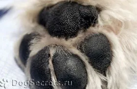 Alb Terrier Dog