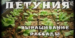 Cum de a planta Petunia Cum de a planta Petunia